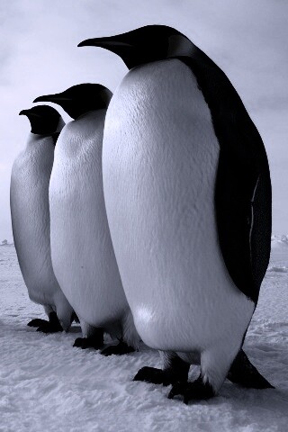 Слет пингвинов обои