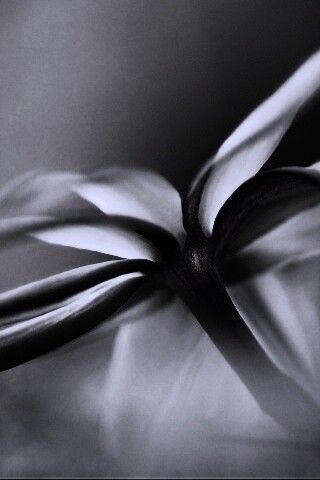 Цветок обои