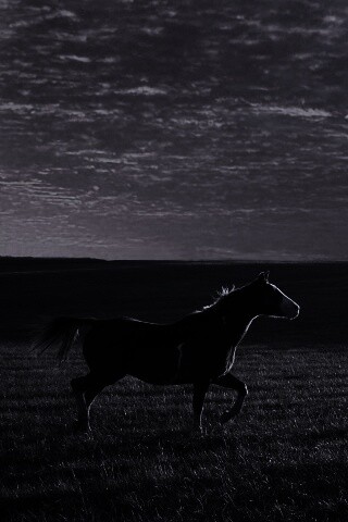 Мустанг обои