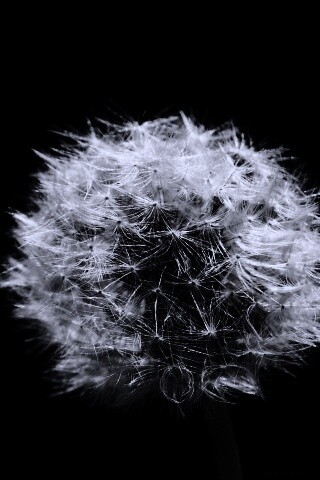 Одуванчик обои