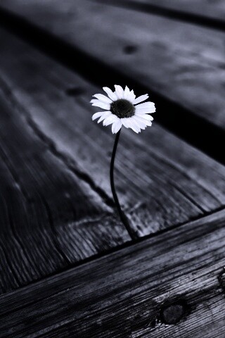 Жизнь среди смерти обои