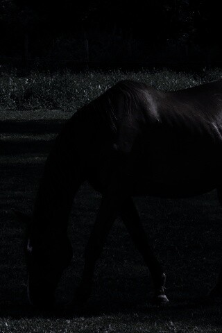 Лошади обои