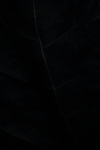 Макро зеленый лист обои