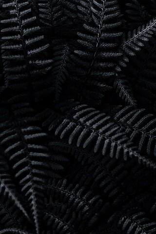 Папоротник обои