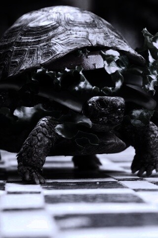 Черепахбургер обои