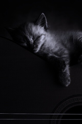 Котенок на гитаре обои