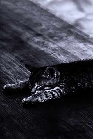 Растянувшийся кошара обои