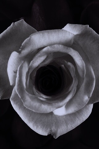 Необыкновенная роза обои