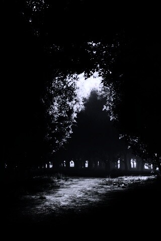 Сумерки в волшебном лесу обои