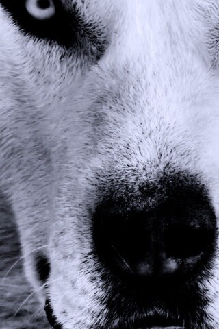 Сибирский хаски обои