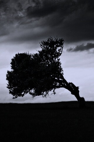 Склоненное дерево обои