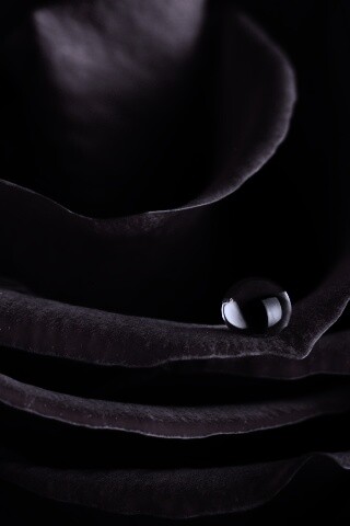 Капля воды на лепестке розы обои