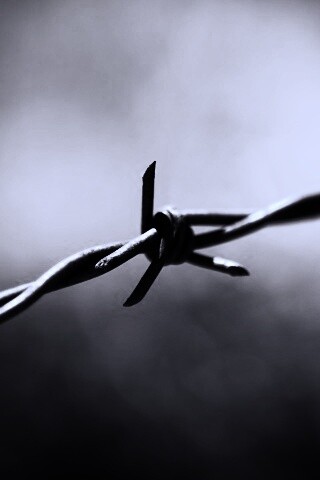 Фото колючей проволоки обои