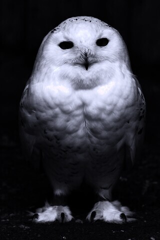 Белая сова обои