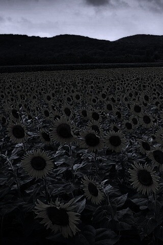 Живописное поле подсолнухов обои