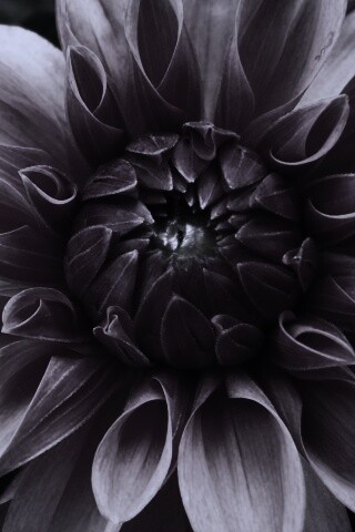 Аленький цветочек обои