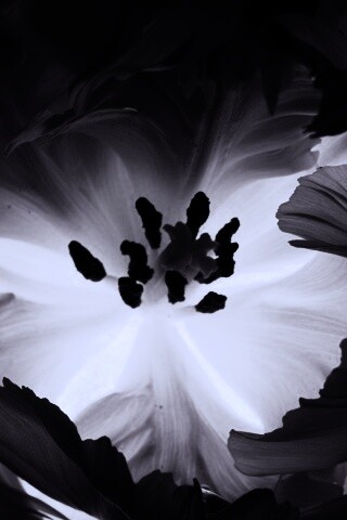 Пылающий цветок обои