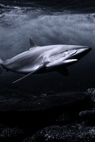 Акула в море обои