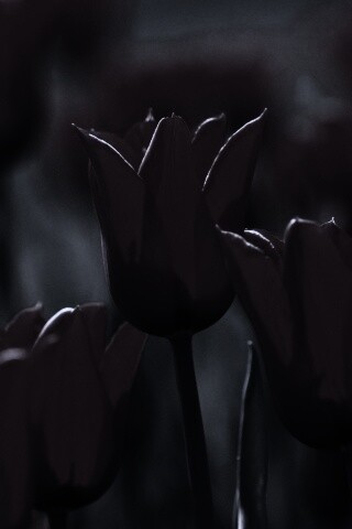 Красные цветы обои