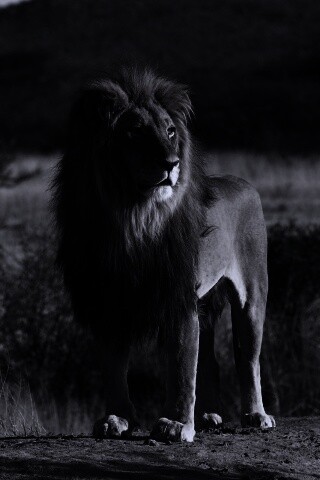 Царь зверей обои