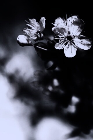 Цветок вишни обои