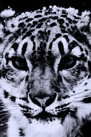 Снежный барс обои