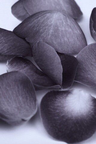 Лепестки розы обои