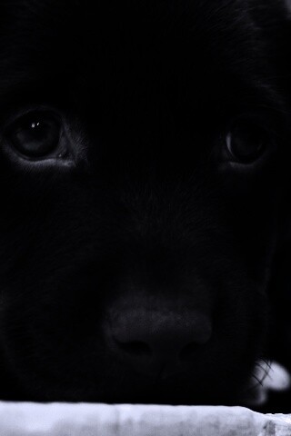 Пушистый шоколадка обои