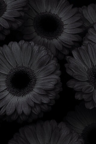 Желтые герберы обои