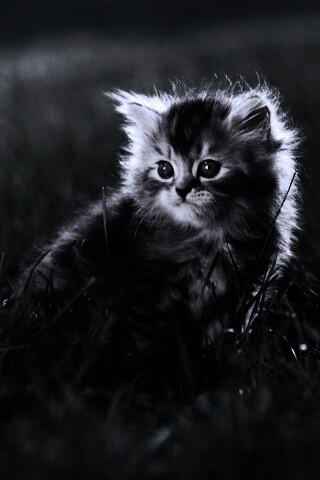 Пушистый котенок в траве обои