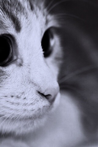 Кот с большими глазами обои