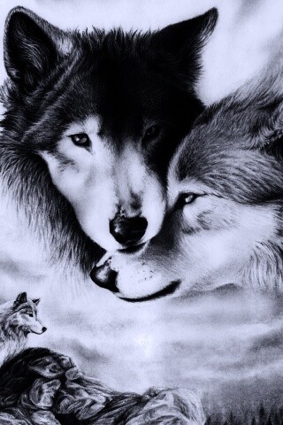 Волки обои