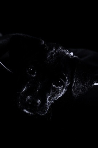 Собачка в сумке обои