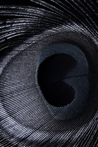 Перо павлина обои