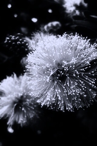 Сказочный цветок обои