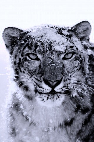 Снежный леопард обои
