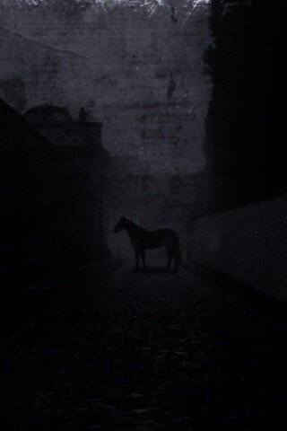 Лошадь в тумане обои