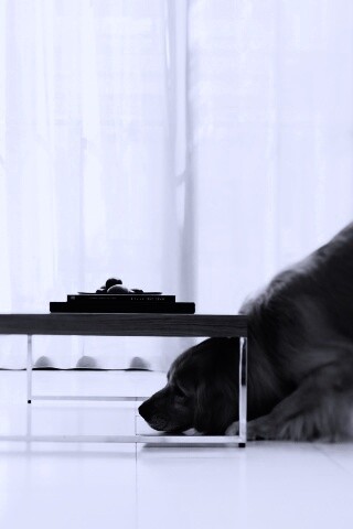 Большая собака под маленький столик обои