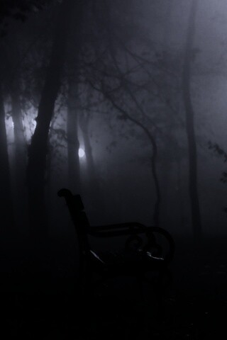 Темный лес обои