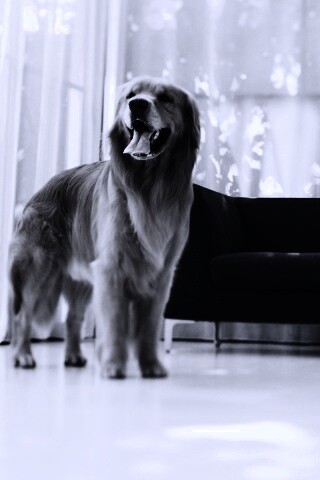 Собачка обои