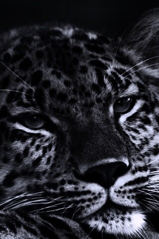 Злопасный ягуляр обои