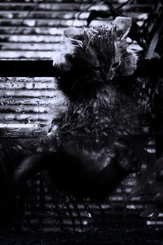 Мокрая киска обои