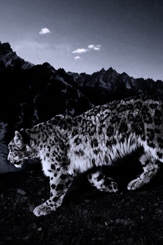 Леопард обои