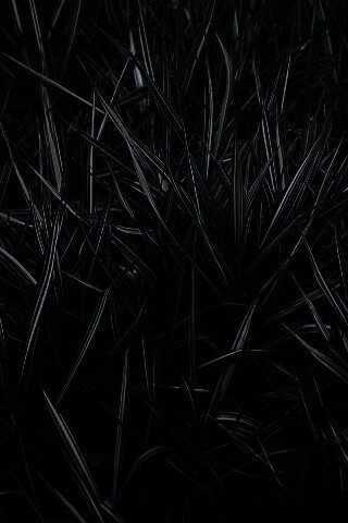 Дикая трава обои