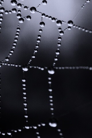 Капли на паутине обои