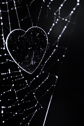 Запутавшаяся любовь.. обои