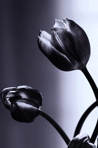 Сиреневые цветы обои