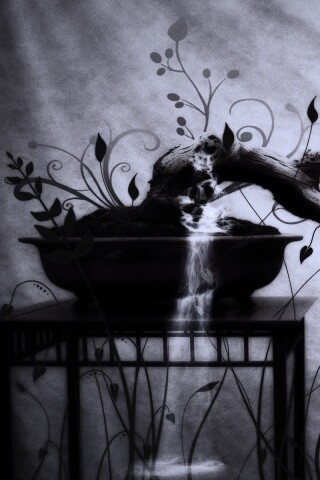 Карликовое дерево обои