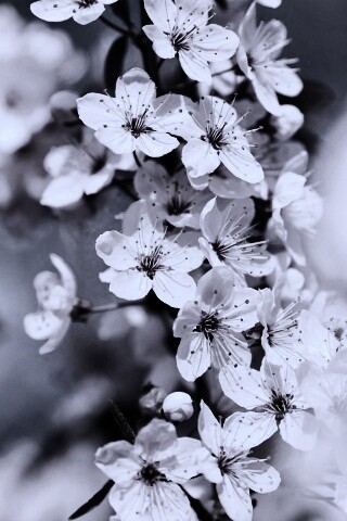 Цветение вишни обои