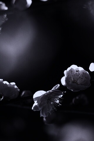 Цветущая вишня обои